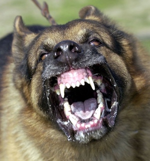 agressive dog.jpg