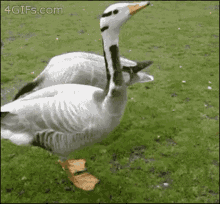 aww-yiss.gif