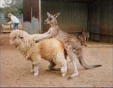bledisloe_2013.jpg