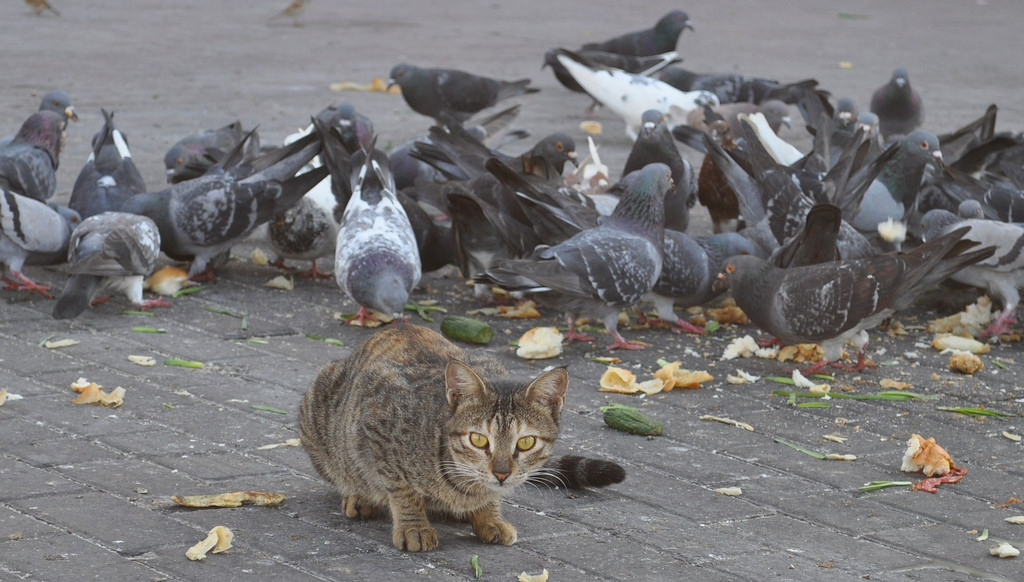 cat amongst.jpg