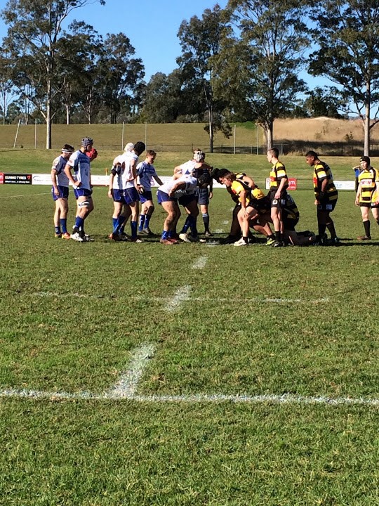 Colties at Penrith.jpg