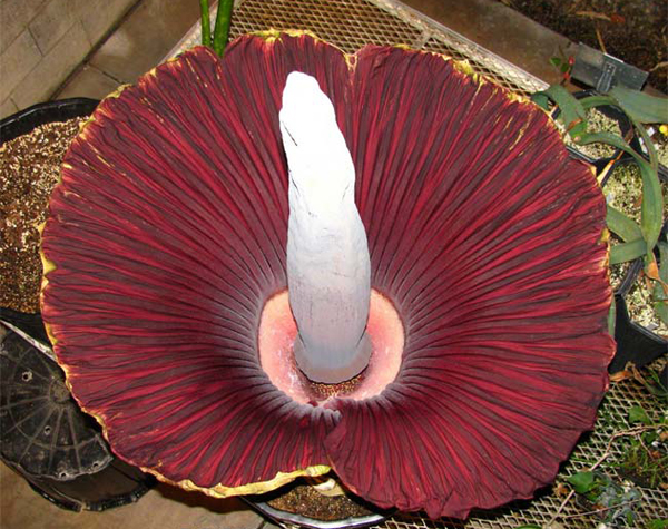 corpse-flower-02.jpg