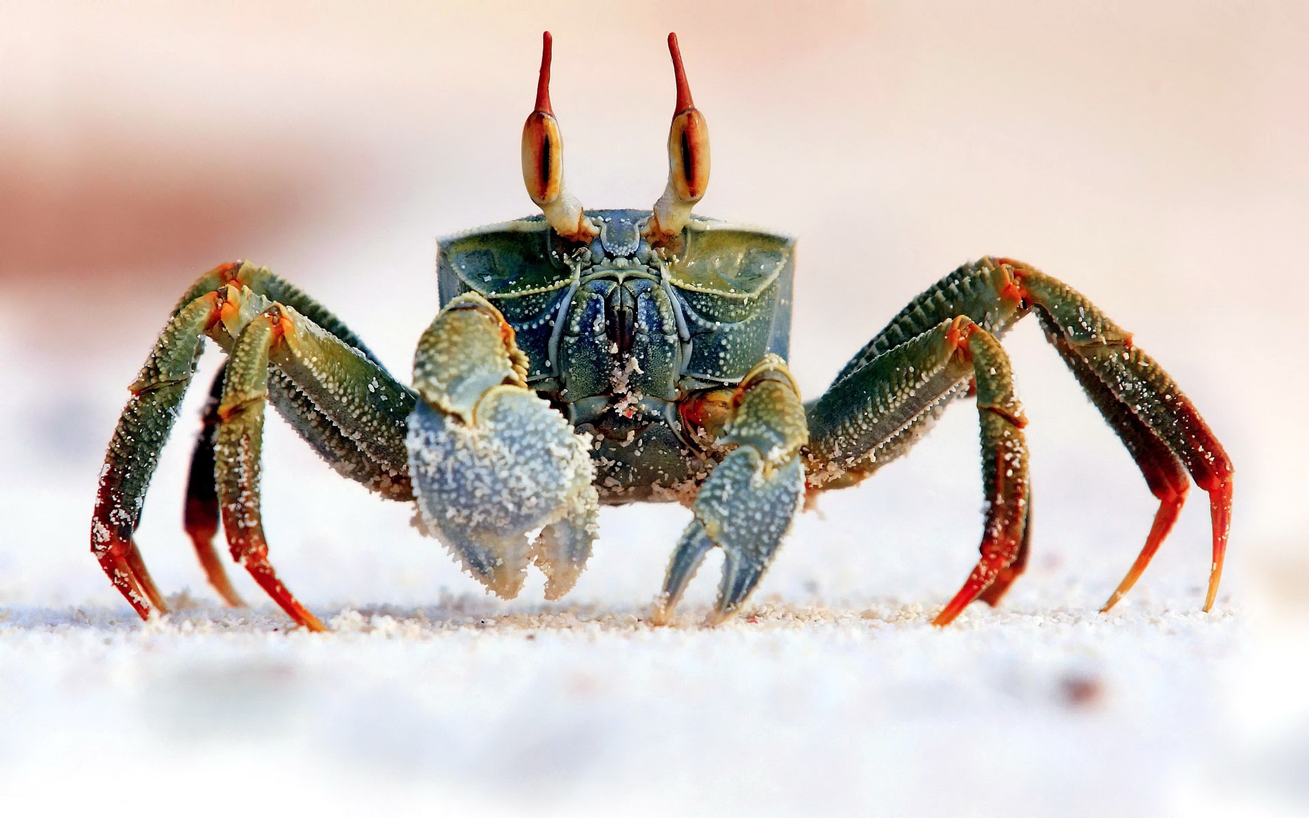 Crab.jpg