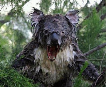 cranky koala.jpg