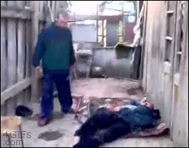 image.gif