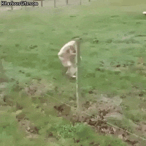 itW9q83.gif