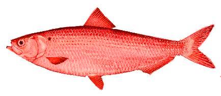 red-herring.jpg