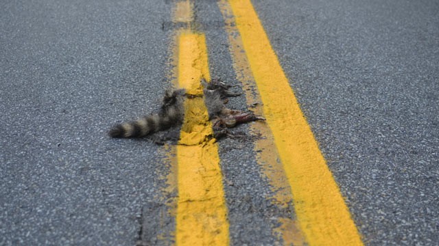 roadkillcoon.jpg