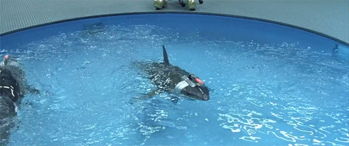 shark laser.gif