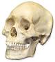 skull (2).jpg