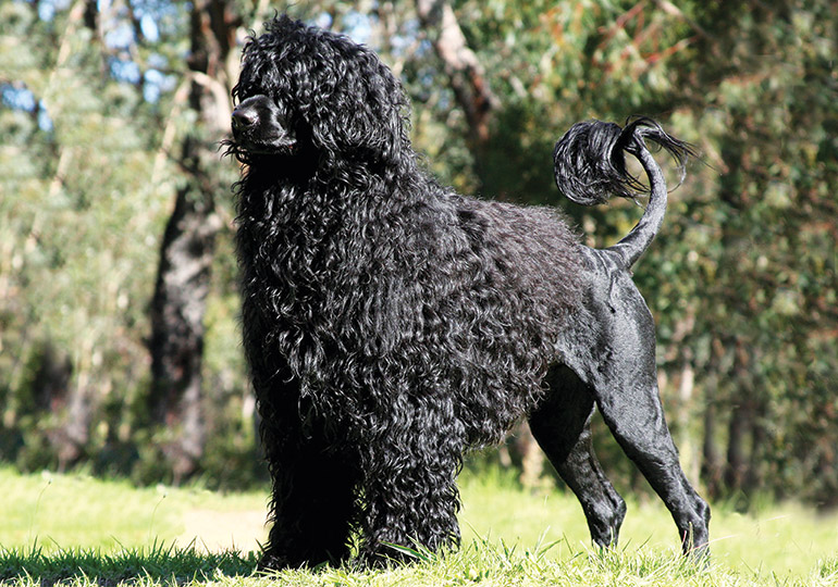View Portuguese-Water-Dog.jpg