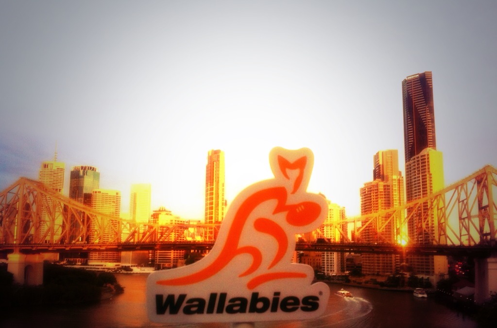 Wallabies Brisbane 6.JPG