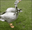 aww-yiss.gif