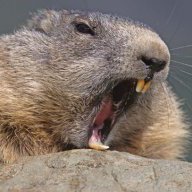 Spiky Beaver