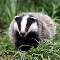 Badgers are ace