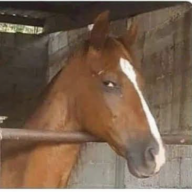 Cataphract