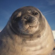 lead_protect_seal