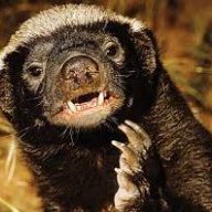 The Honey Badger
