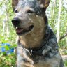 Cattledog