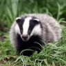 Badgers are ace