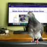 The Marketing Pigeon