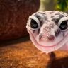 TheGrubberGecko