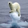 Polar_bear_king