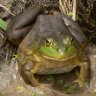 Bullfrog