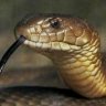 Taipan