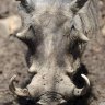 Warty the Warthog