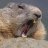 Spiky Beaver