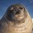 lead_protect_seal