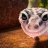 TheGrubberGecko