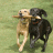 Two Dogs