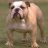 the bulldog