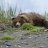 Sleeping Bear