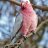 The Galah