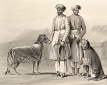 Cheetahs_nawab_oudh1844