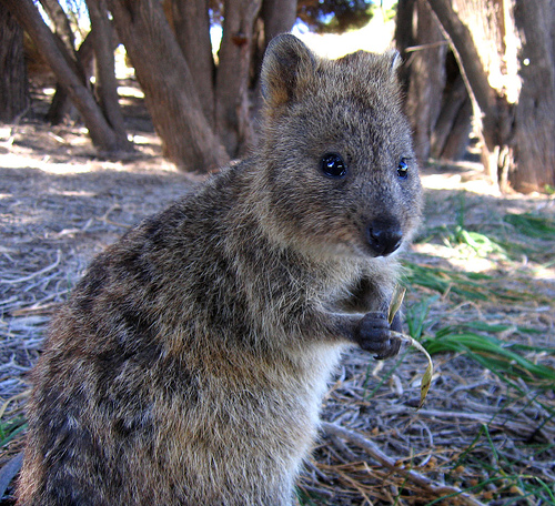 A dead-set Northern Quokka