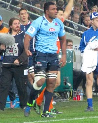 palu waratahs