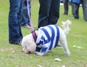 View dog sniffing a win