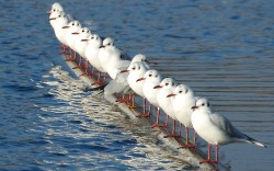 Even the seagulls have to queue for a drink