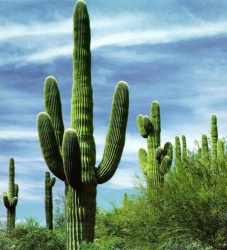The Brumbies are cactus. Just like this... cactus.