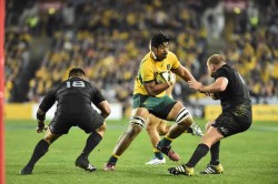 wallabies skelton