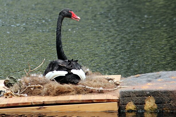 Mrs Swan on the nest at Kippax Lake