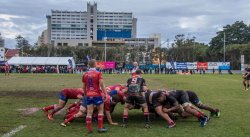 Shute Shield 